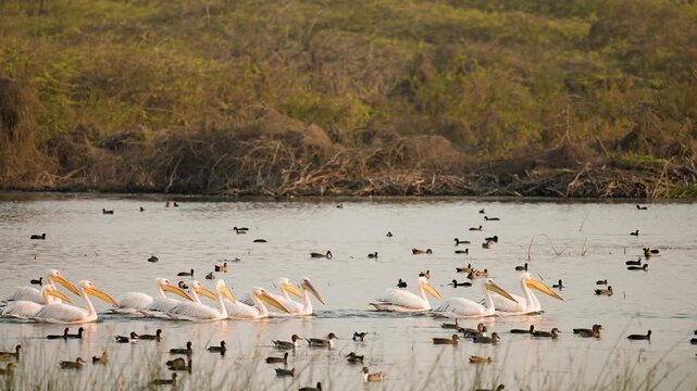 Great White Pelicans Resting Together on Wetland Lake at Jamnagar Gujarat India
