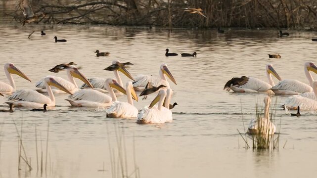 Great White Pelicans Resting Together on Wetland Lake at Jamnagar Gujarat India