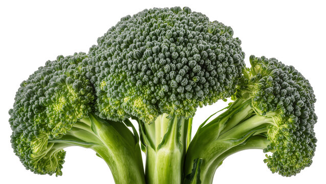 Fresh green broccoli florets and stems