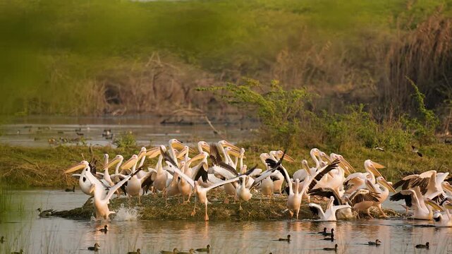 Great White Pelicans Taking Off from Wetland at Jamnagar Gujarat India