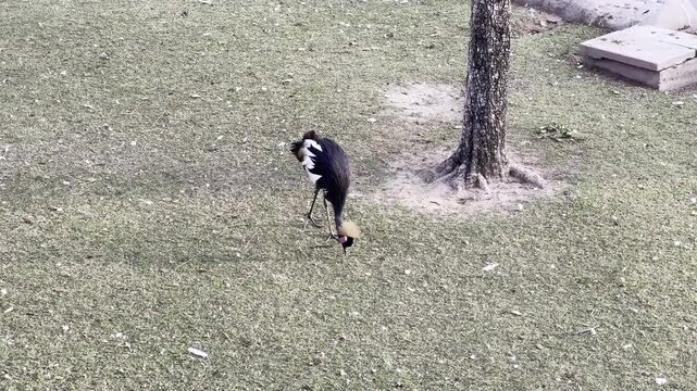 A side view of a Grey Crowned Crane with its distinctive golden crest, walking and pecking at the grass in a park setting near a tree trunk.