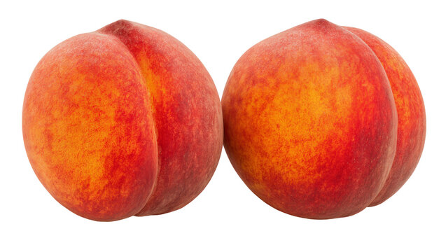 Two ripe fuzzy peaches with red and orange skin