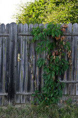 Fototapeta premium Wooden garden structure or trellis covered with green climbing vines and plants