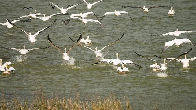 Great White Pelicans Taking Off from Wetland at Jamnagar Gujarat India