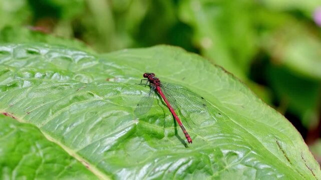 A large Red Damselfly, Pyrrhosoma nymphula, resting on a Dock leaf. Summer. UK