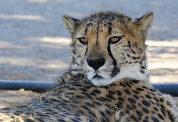 portrait of a cheetah © Eddie