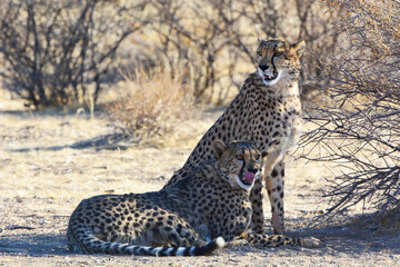 Pair of Cheetah in savannah © Eddie