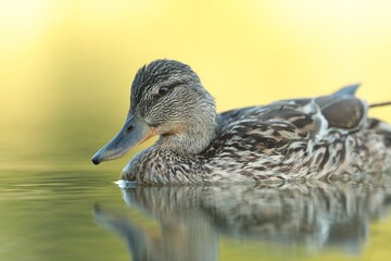 Fototapeta premium A mallard duck floats on the water in early summer