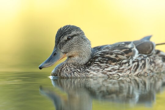 A mallard duck floats on the water in early summer