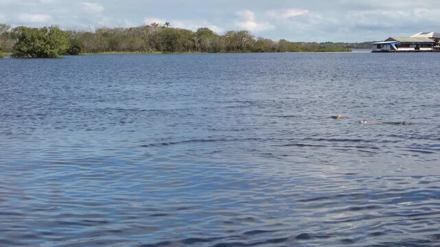 group of Pink river dolphins emerge from surface of Rio Negro in Manaus. Inia geoffrensis species, boto