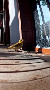 Saffron finch standing on wooden terrace floor next to window pane
