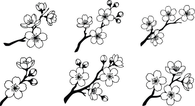 Black and white cherry blossom branch illustrations