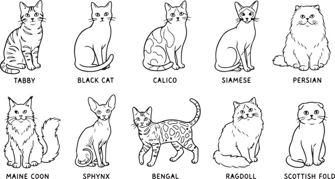 Set of ten different cat breeds stylized in a thin line drawing outline art isolated on transparent background.