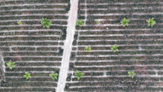 Aerial drone shot showing pineapple rows, dirt path, palm trees.