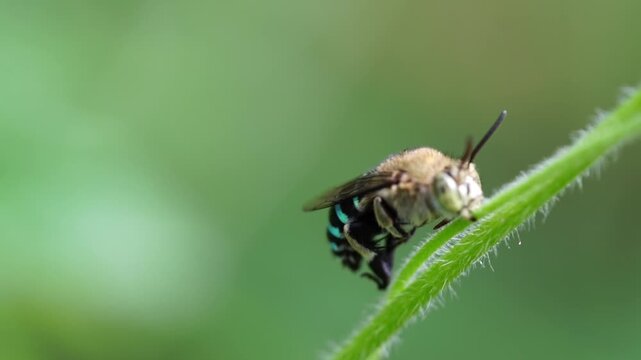 Macro slow motion footage of a blue banded bee gripping a flower stem while vibrating its body and legs, demonstrating natural pollination behavior.