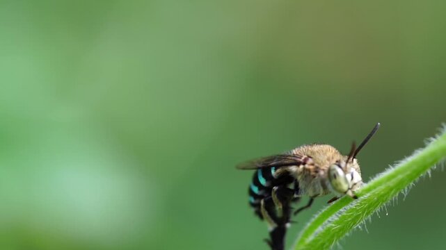 Macro slow motion footage of a blue banded bee gripping a flower stem while vibrating its body and legs, demonstrating natural pollination behavior.