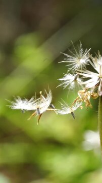 Macro slow motion of dried Tridax seed head gently swaying in the breeze with delicate seed structures and soft natural bokeh.