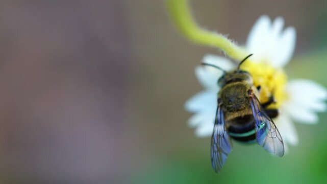 Macro slow motion footage of a blue banded bee feeding on a wildflower while collecting nectar and pollen.