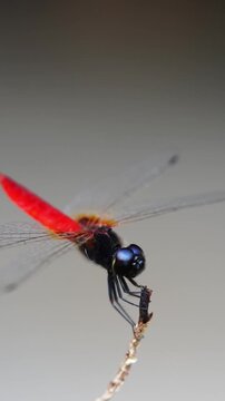 Extreme macro slow motion footage of a red dragonfly feeding with detailed mouth movements and intricate insect anatomy.