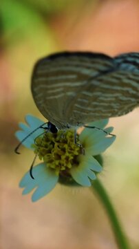 Macro slow motion footage of a tiny butterfly feeding on nectar from a white Tridax daisy flower, showcasing pollination, delicate wing movements and natural biodiversity.