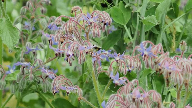 Popular borage flowers being visited by insects