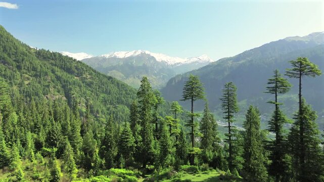 Drone forward flight over a grassy clearing and tall deodar trees to reveal a scenic mountain valley, winding river, and distant snow-capped peaks in Manali, India