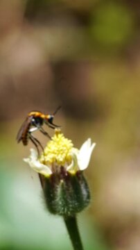 Macro slow motion footage of a small orange and black pollinating insect feeding on a Tridax daisy flower. Close-up wildlife video highlighting natural pollination behavior, delicate movements