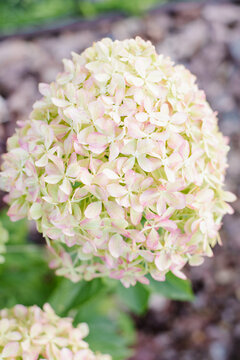 Delicate Hydrangea Pixio Panicle With Soft Pink Shades