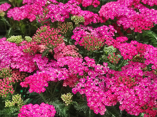 Obraz premium A cluster of pink yarrow blossoms blooming alongside small, un-open green buds and feathery foliage.