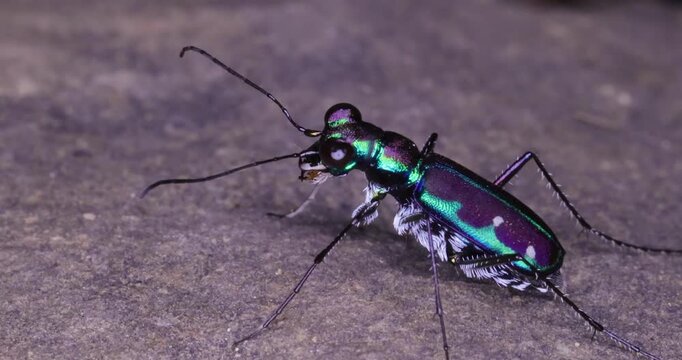 Closeup of brilliantly coloured tiger beetle searches for prey under darkness, jaws held open