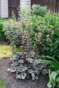 Flowering Heuchera Silver Scrolls in Summer Garden