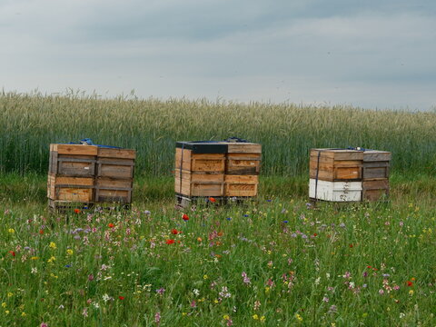 beehives in wildflower meadow near wheat field