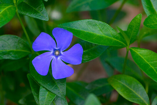 Vinca major, bigleaf periwinkle, species of flowering plant in the family Apocynaceae. blue forest flower with green leaves. floral natural background, close-up. spring flowering season