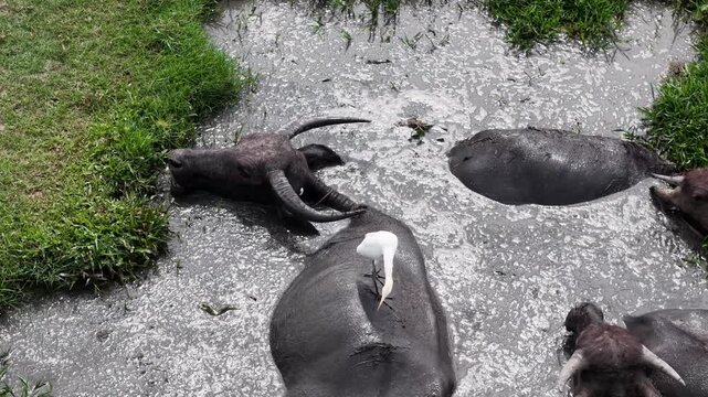 White egret stands on a water buffalo's back while buffaloes wallow in muddy water.