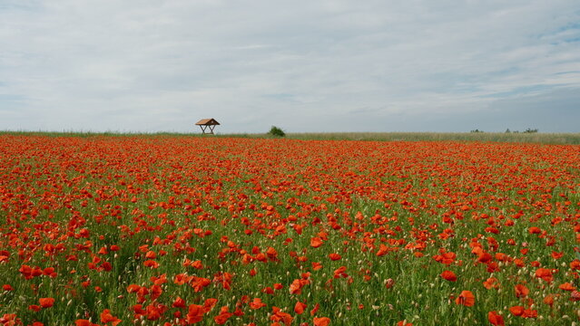 poppy field with red poppies in Germerode