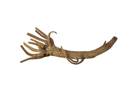 Anacyclus pyrethrum or pellitory roots isolated on a white background