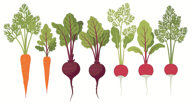 Illustration of diverse root vegetables featuring orange carrots, purple beets, and red radishes with lush green leaves and stems isolated on a white background for food icons.