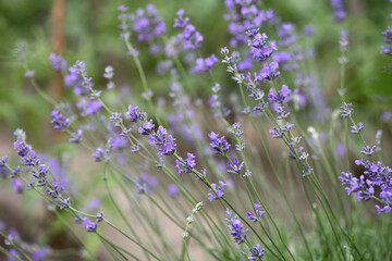 lavender. Green bushes with blue flowers. Lavandula flowering season. Close-up of small purple lavender flowers. The beauty of nature, macro photography. blooming fields. spring or summer © Oleksandr Filatov