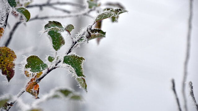 leaf on a branch in frost needles. Morning frost. Rime. Late fall, first frost, on a tree branch. winter background. leaves are covered with white frost. low temperature. beauty of nature. season