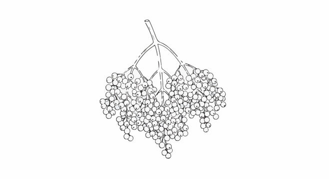 Botanical fine-line drawing of an elderberry cluster on a stem. Minimalist black and white sketch of Sambucus berries isolated on white. Detailed vector line art for design.