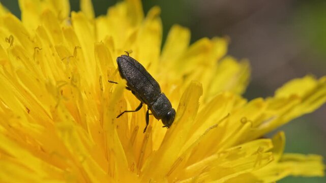 metallic wood-boring beetle (Anthaxia quadripunctata) feeding on dandelion flower