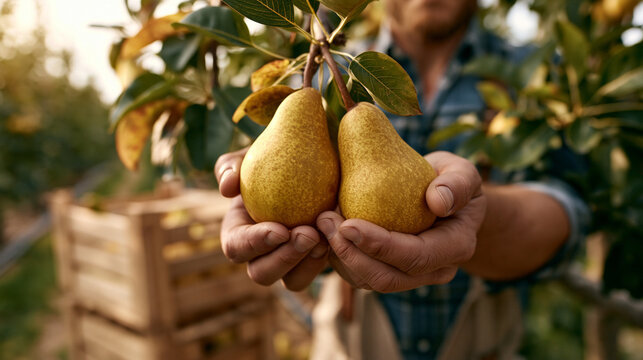Photorealistic close-up harvest scene in a pear orchard in early autumn, male farmer visible from waist, both hands carefully cradling two large ripe golden-yellow pears just picke