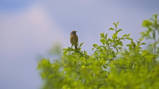 European stonechat (Saxicola rubicola) bird chirping on a branch