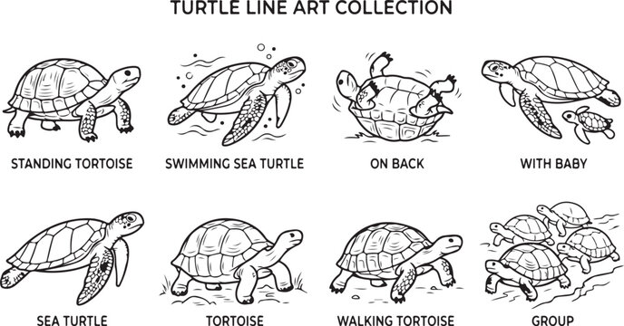 Turtle line art collection featuring eight designs of tortoises and sea turtles in various poses and situations.