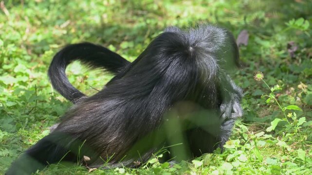 Mexican spider monkey (Ateles geoffroyi vellerosus) play fighting on the ground