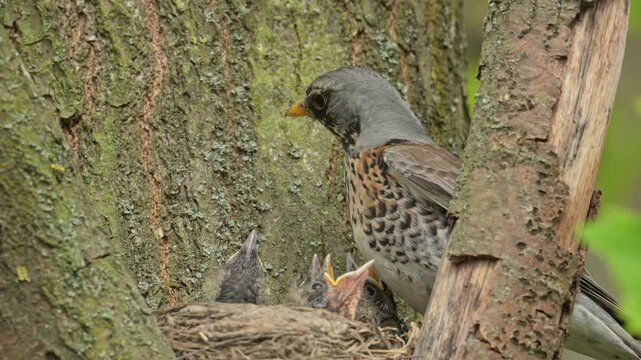 fieldfare (Turdus pilaris) taking care of chicks on the nest