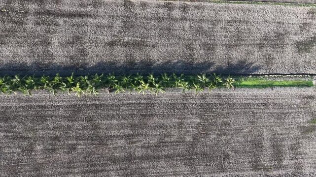 Aerial Drone View of Tanjung Piandang Paddy Fields Malaysia