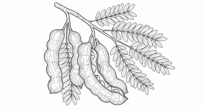 Detailed botanical line art of tamarind pods hanging from a branch with pinnate leaves, black and white vector illustration for coloring book or educational botanical study.