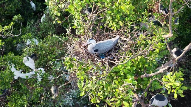 Aerial Drone View Egret Nesting Colony Tanjung Piandang Malaysia