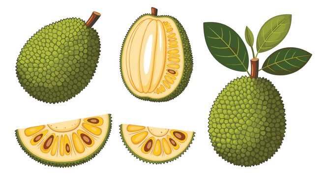 Vector illustration of jackfruit set including whole fruit, half cut open showing yellow pulp and seeds, and wedges with green leaves, isolated on white background for food design.